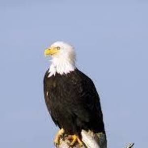 Meet your Posher, Everett